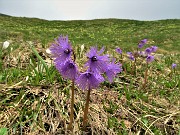 27 Soldanelle alpine (Soldanella alpina)